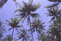 palm trees (149 kB)