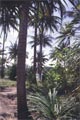 palm trees (160 kB)